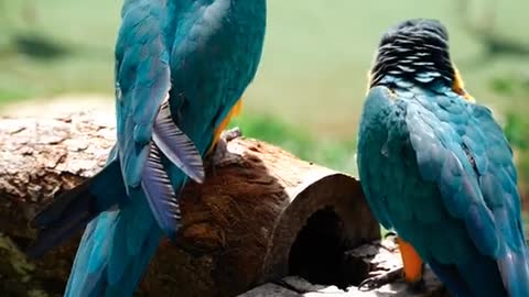 Male and female parrot