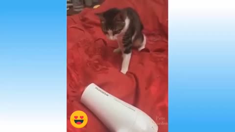 Top funny cat videos of the Weekly Try not To Laugh 108