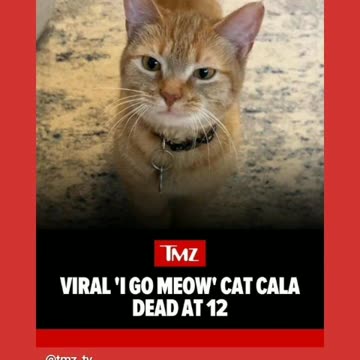 Rip the cala the celebrity cat🕊🙏🐱