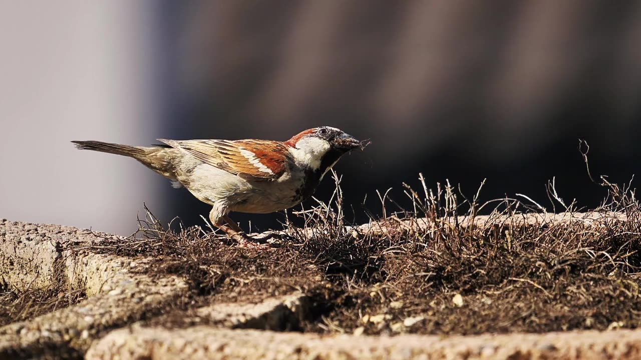 Bird sperling house sparrow free stock video. Free for use & download.