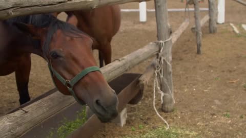 Close up on horse eating from woman hand