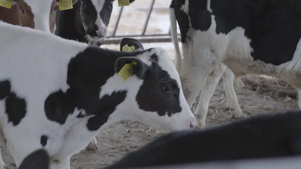 Close up cow feeding on milk farm. Cow on dairy farm eating hay