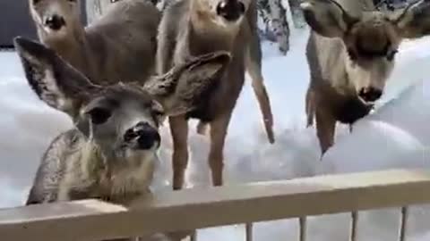 cute Deer on the balcony of the house