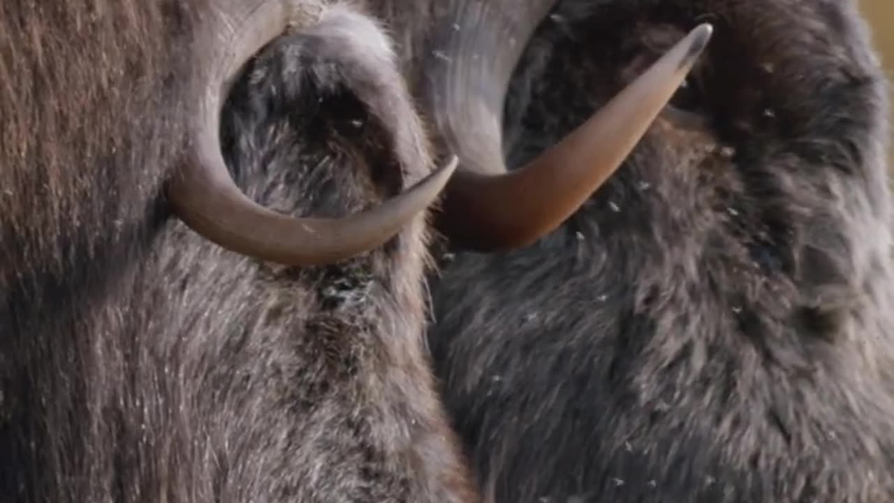 A closer look at the mighty musk ox #shorts