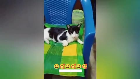 Trending Funny Dogs And Cats Videos