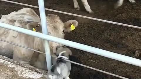 Where'd you get that little guy