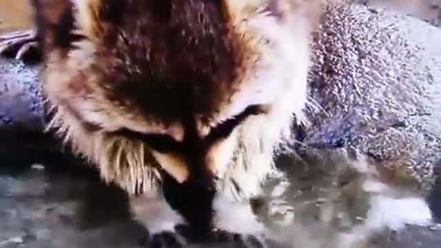 Raccoon Accidentally Dissolves His Cotton Candy
