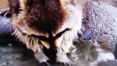 Raccoon Accidentally Dissolves His Cotton Candy