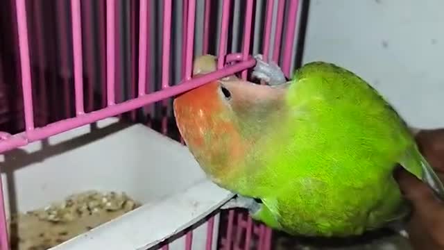 love bird open cage door