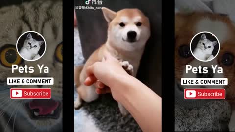 Cute Baby Pandas Playing Compilation - TRY NOT TO LAUGH!