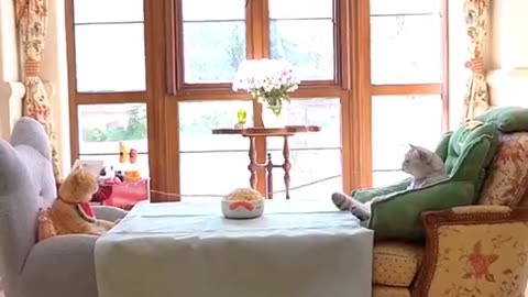 Funniest Cats 😹 - Don't try to hold back Laughter 😂 - The Pet Collective