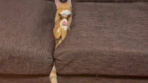 Cute And Funny Cats 😍😍😅😅 #viral #shorts #reels #cat #cats #pets #catsshare