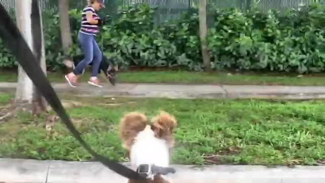 Dogs Aggression instructional video