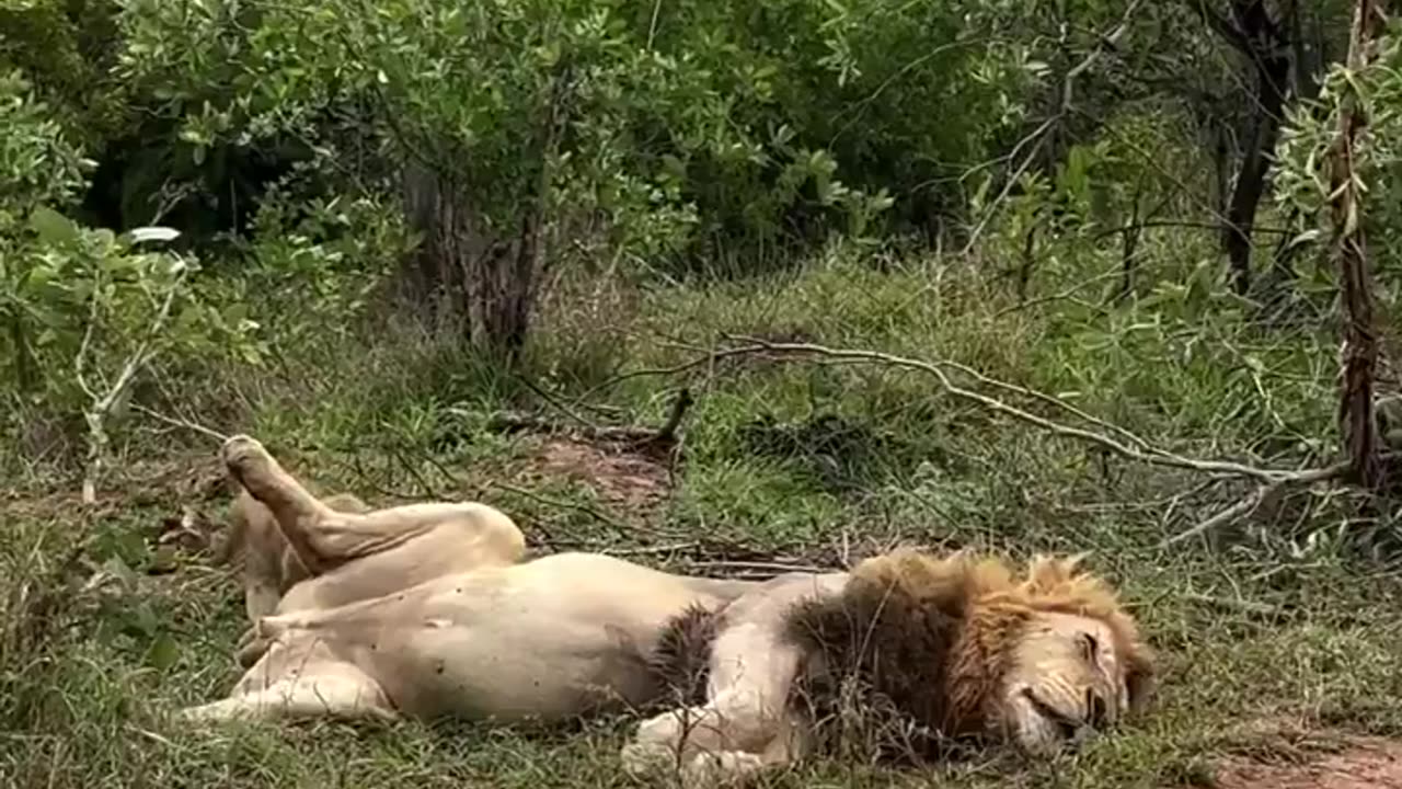 Only a Lion can sleep like this in the wild