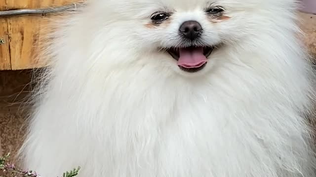 Funny Animals super dog video 🤣Try to not laugh🤣 2022