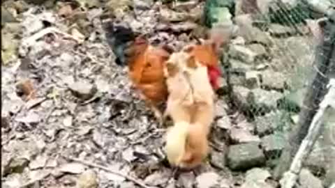 Dog vs chicken fight