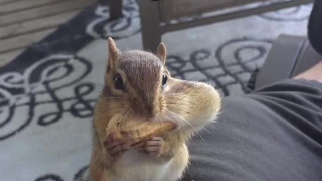 Peanut is too big for this Squirrel meme #2