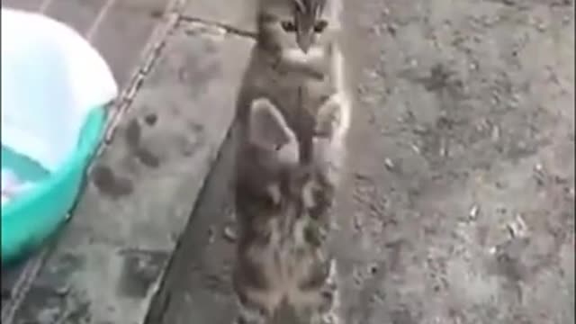 Cat is Dancing #shorts #tiktok #viral #funny