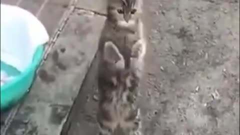 Cat is Dancing #shorts #tiktok #viral #funny