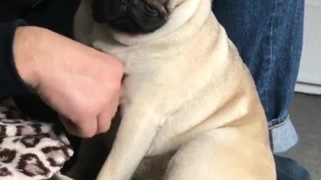 Pug struggles to stay awake