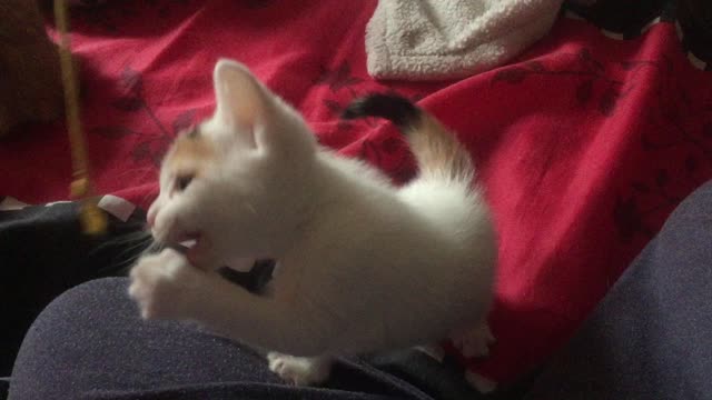 Fringes the kitten playtime part 3