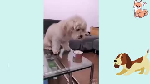 Dog funny video