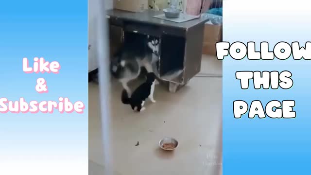 Funny Cat videos 2021 | Funny and Cute Cats 🐈😺