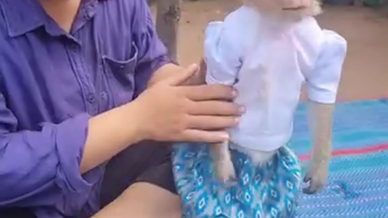 Baby monkey doesn't want to take a shower