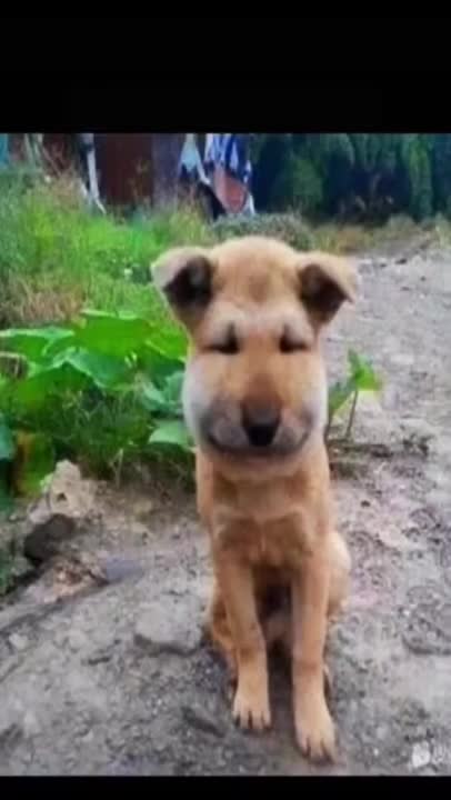 monkey sucking finger, dog stirring in the bee hive #shorts