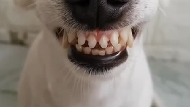 Funny Laughing Dog With Fake Teeth