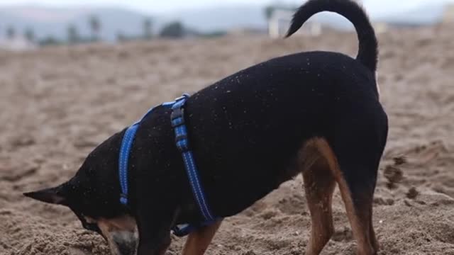 Dog video