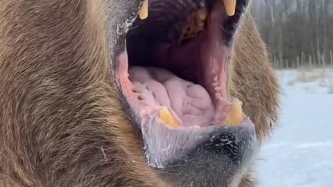 A huge bear asks for delicious treats