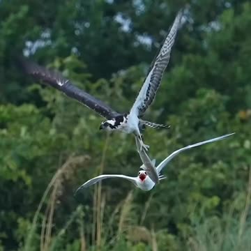 Crazy bird tries to steal an osprey’s redfish