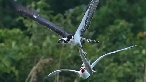 Crazy bird tries to steal an osprey’s redfish