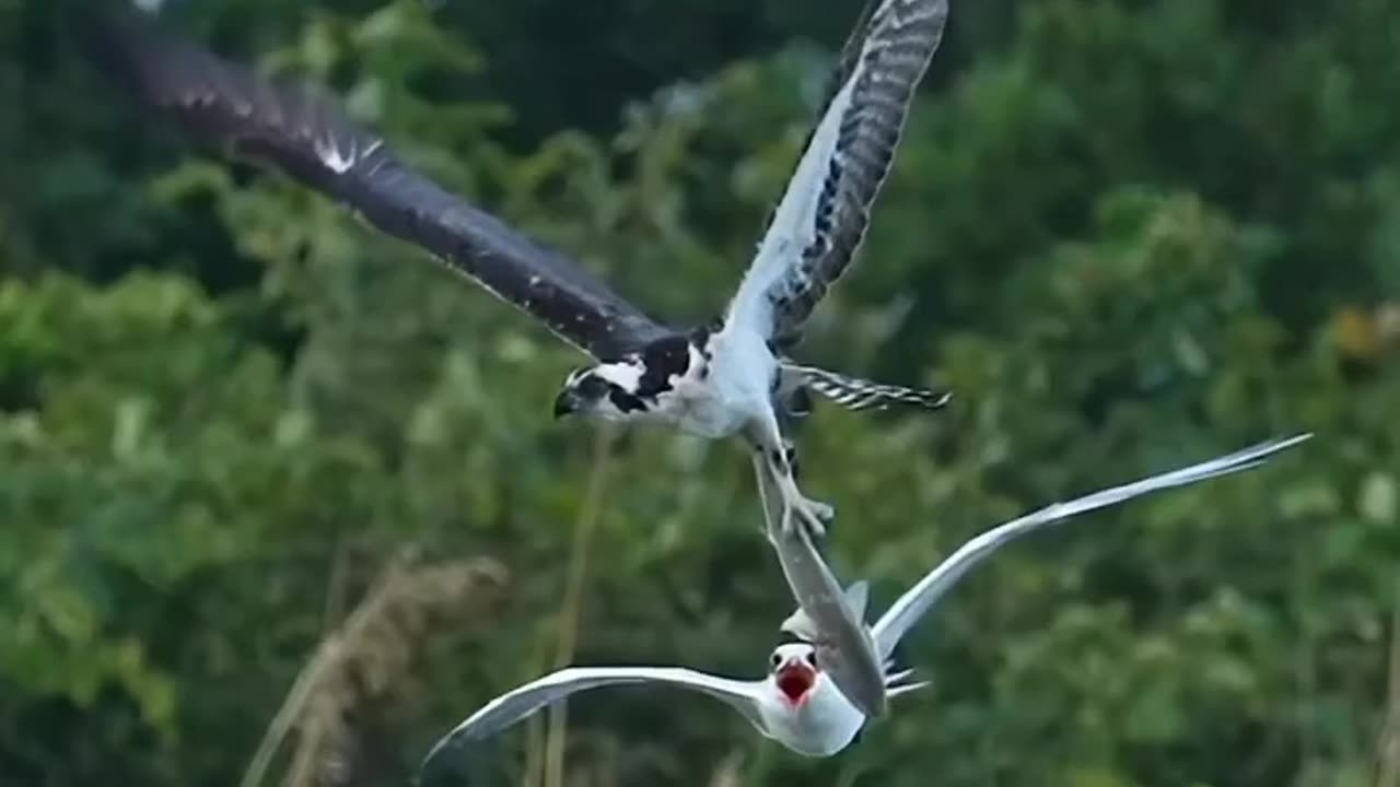 Crazy bird tries to steal an osprey’s redfish