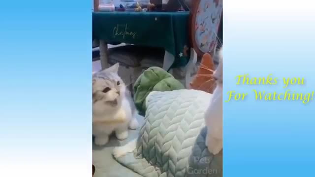 Fanny videos. Funny and Cute Cat's Life 👯😺