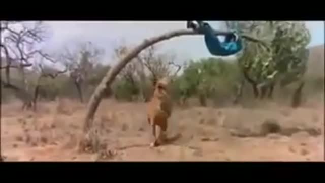 tiger vs man funny ......video