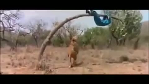 tiger vs man funny ......video