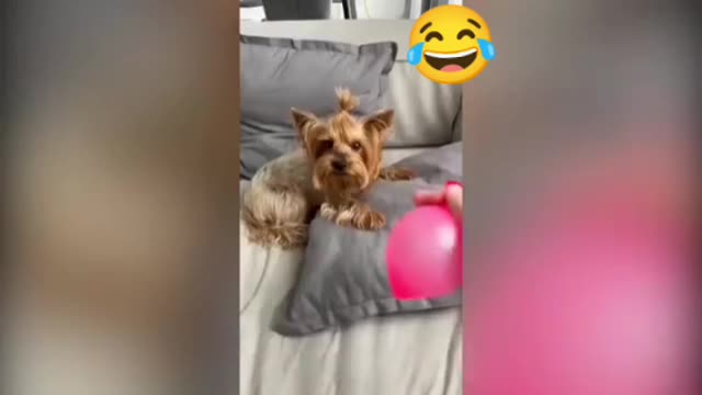 Funny dog🐕FUnny cat🐈