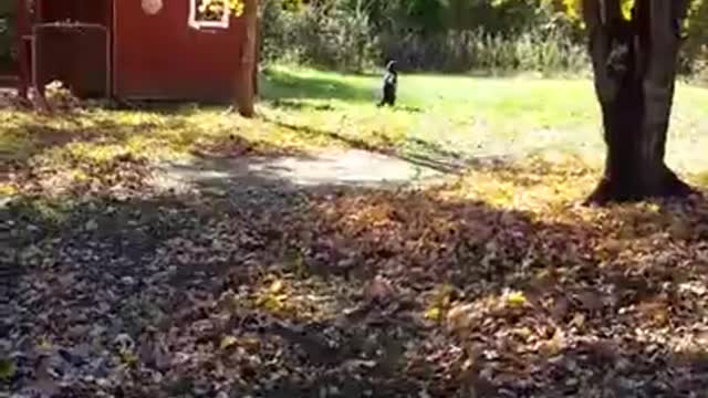 Leaf Time