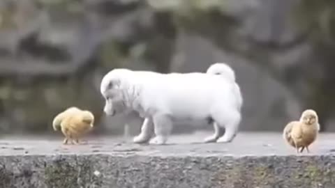 cute puppy playing :)