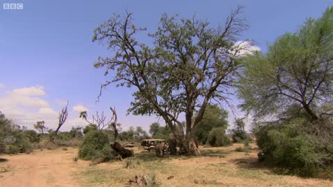 Elephants Take Care of Orphaned Babies | This Wild Life | BBC Earth