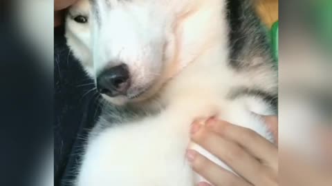 sassy husky and idiot dad