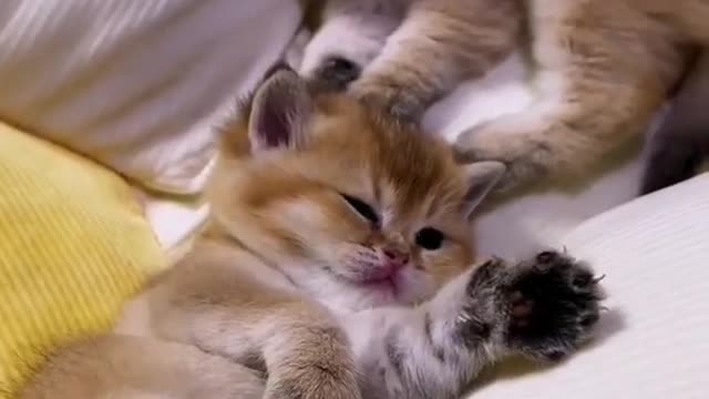 So cute cats and kittens video 😍😍#shorts#cats Duration: 0:08