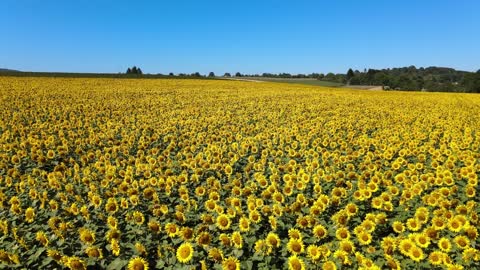 Sunflowers Bees Field Bloom Summer Nature