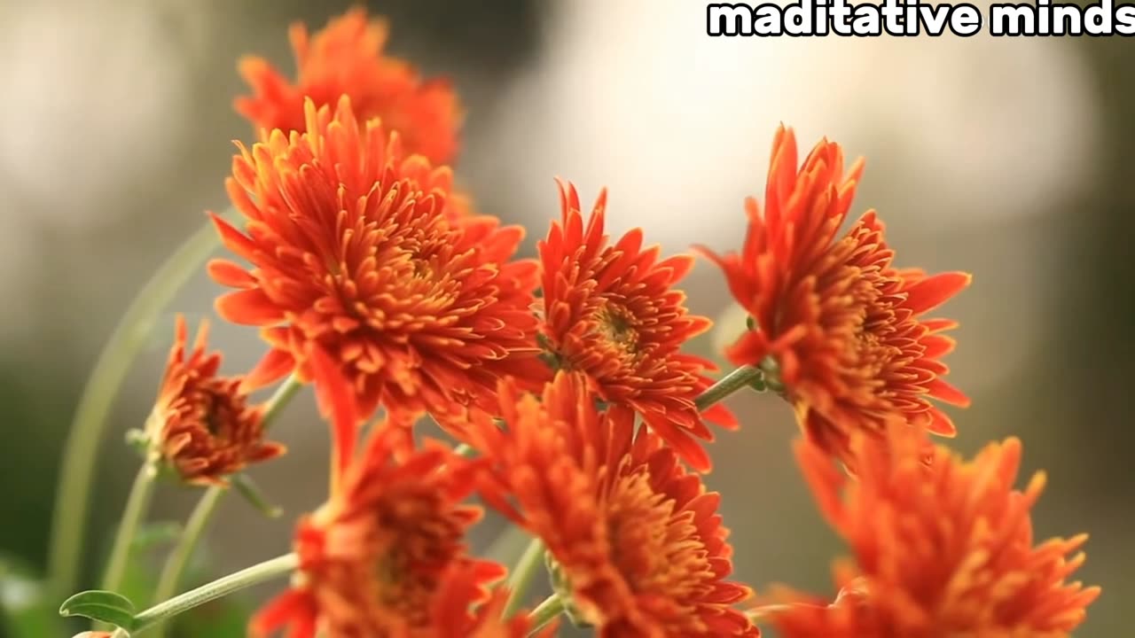 30 second maditation video for stress releif and deep sleeping.