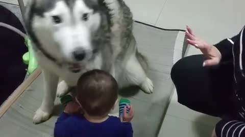 Overprotective Husky loves baby