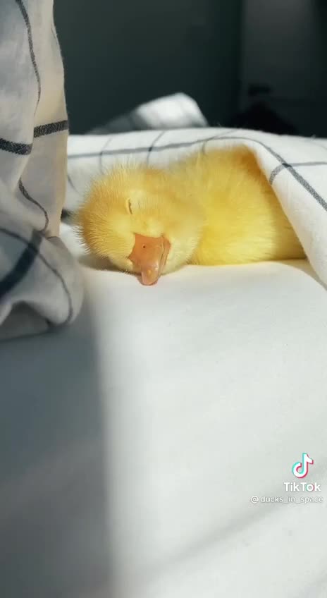 The Cutest thing ever