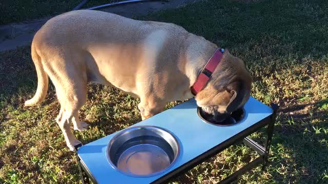 Dog cute dog eating