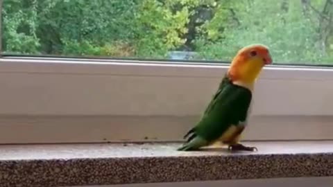 Parrot Strut or Dance-Off? 🦜💃🎶😄👣🎉